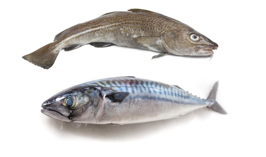 Pescado azul o pescado blanco, ¿cuál es más sano?